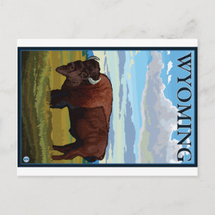 Bison Scene - Wyoming Postcard