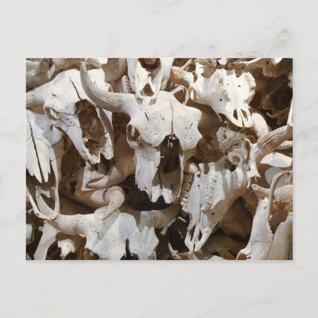 Bison skulls postcard (Front)