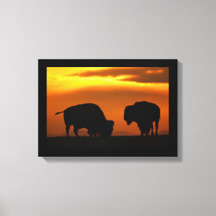 bison sunset canvas print
