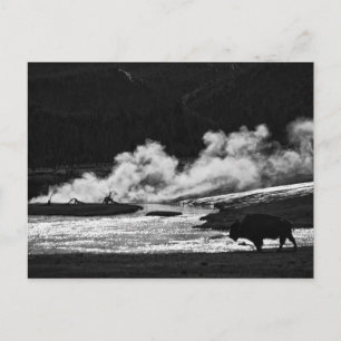Bison vapeur - Carte postale
