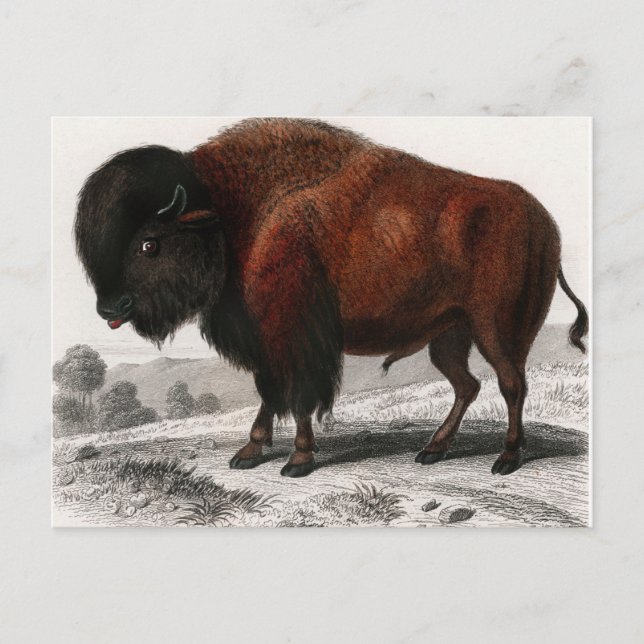 Bison vintage illustrated postcard (Front)