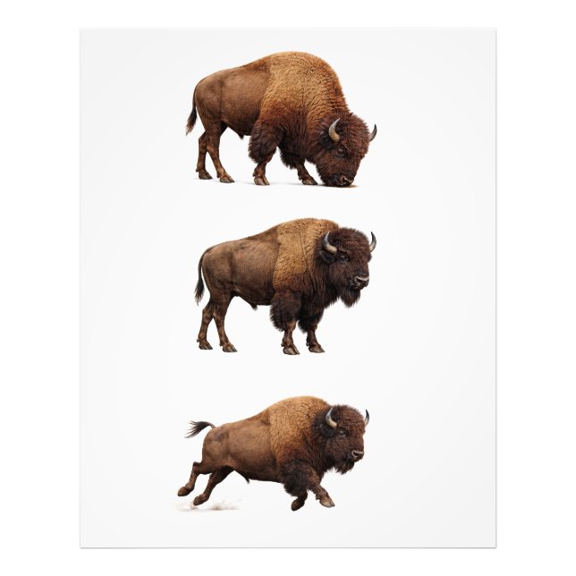 Bison Wildlife Wall Art Poster (Front)