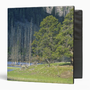 Bison with calf at Yellowstone National Park Binder