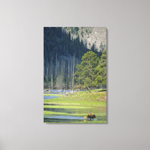 Bison with calf at Yellowstone National Park Canvas Print
