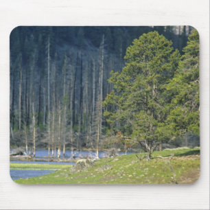 Bison with calf at Yellowstone National Park Mouse Pad