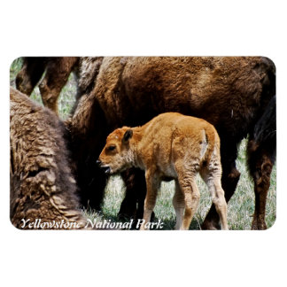 BISON WITH CALF IN YELLOWSTONE PARK MAGNET