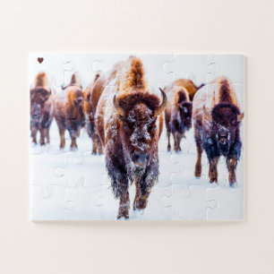Bison Yellowstone Wyoming Jigsaw Puzzle