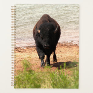 Bisons à l'eau