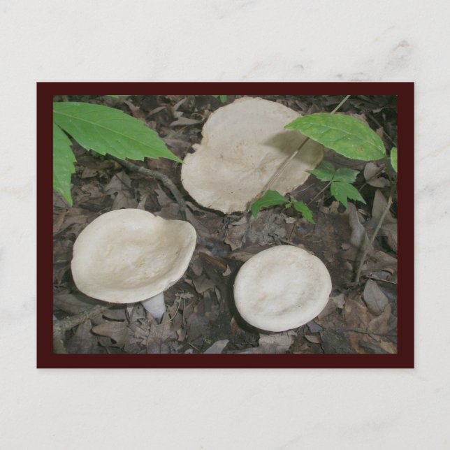 Bisquit Mushrooms Postcard (Front)