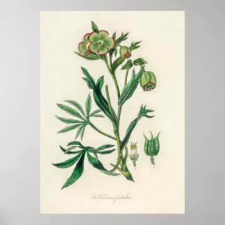 Bistort (Polygonum bistorta) from Medical Botany Poster