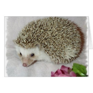 Bitsy le hérisson