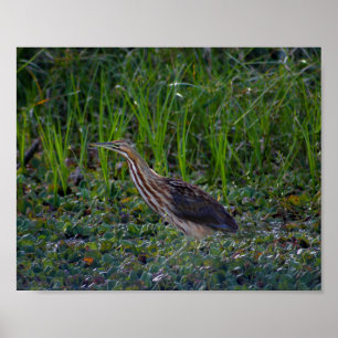 Bittern Bird Photo Print