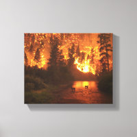 Bitterroot National Park Forest Fire