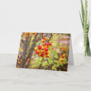 Bittersweet Berries Card