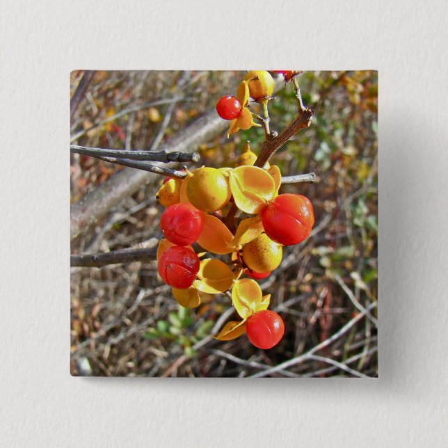 Bittersweet Vine Berries Items 2 Inch Square Button (Front)