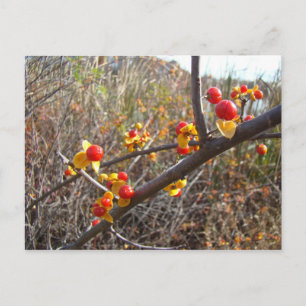 Bittersweet Vine Berries Items Postcard
