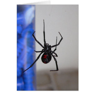 Bl;ack Widow Spider