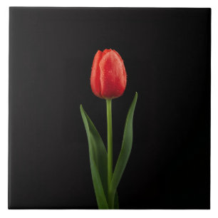 Black 4 Luxe Tile with Ruby Red Tulip