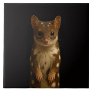 Black 4 Luxe Tile with Sweet Quoll