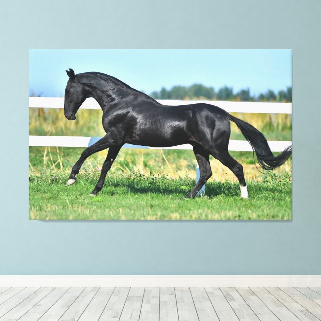 Black Akhal Teke Stallion Galloping Paddock Fence Canvas Print (Insitu(Wood Floor))