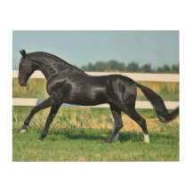 Black Akhal Teke Stallion Galloping Paddock Fence