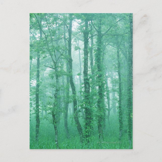 Black Alder Postcard (Front)