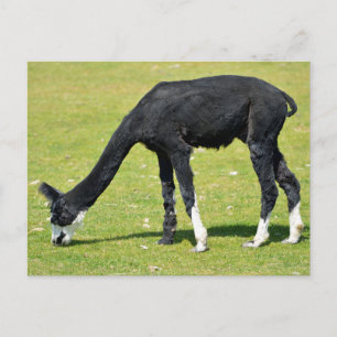 Black alpaca grazing postcard