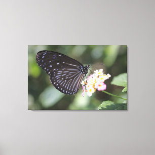 Black and blue butterfly on flower canvas print