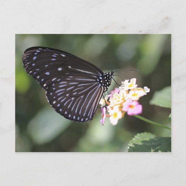 Black and blue butterfly on flower postcard (Front)