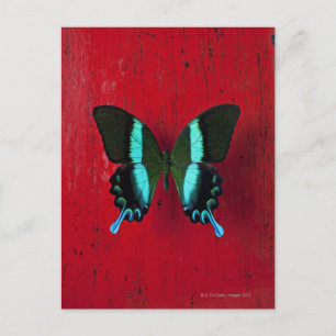 Black and blue butterfly on red wall postcard