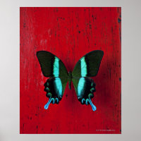 Black and blue butterfly on red wall