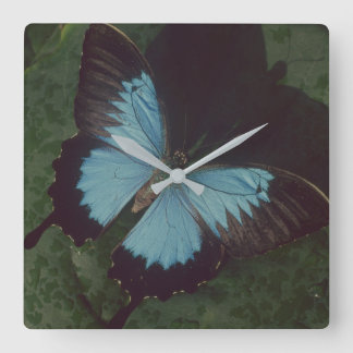 Black and blue butterfly square wall clock