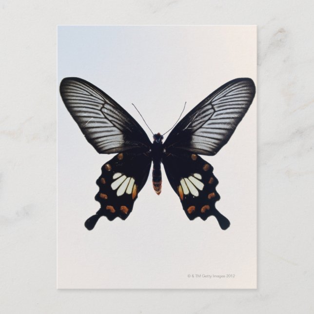 Black and brown butterfly postcard (Front)