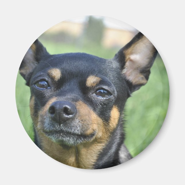 Black and Brown Chihuahua Magnet (Front)