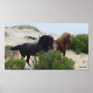 Black and Brown Wild Corolla Horses Poster