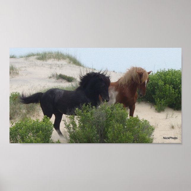 Black and Brown Wild Corolla Horses Poster (Front)