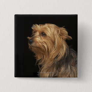 Black and brown Yorkie left profile on black 2 Inch Square Button