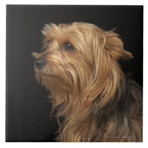 Black and brown Yorkie left profile on black Tile