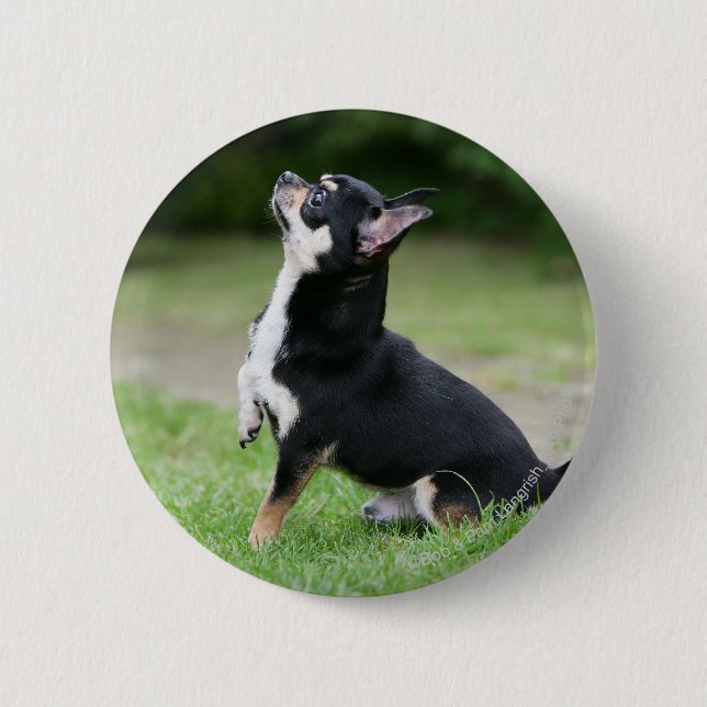 Black and Cream Chihuahua 2 Inch Round Button (Front)