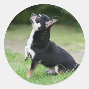 Black and Cream Chihuahua Classic Round Sticker