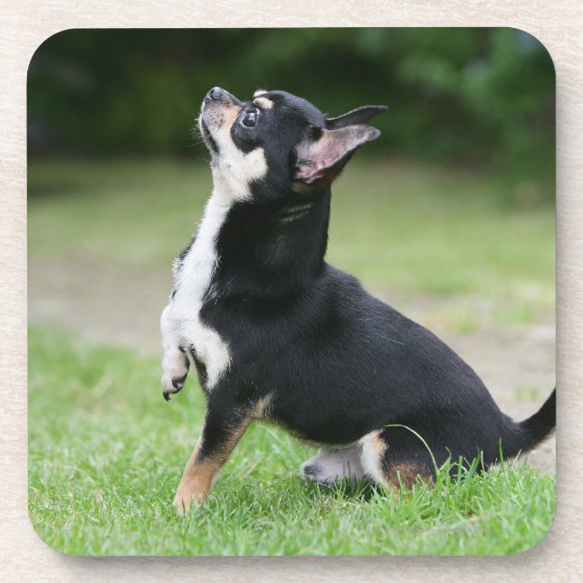 Black and Cream Chihuahua Coaster (Front)