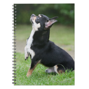 Black and Cream Chihuahua Notebook