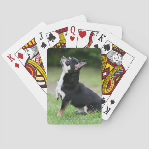 Black and Cream Chihuahua Playing Cards