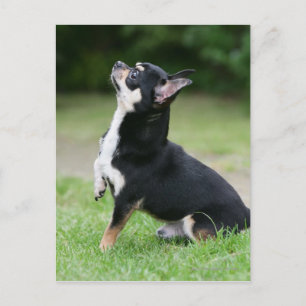 Black and Cream Chihuahua Postcard