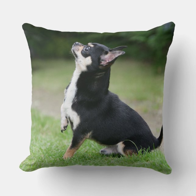 Black and Cream Chihuahua Throw Pillow (Front)