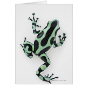 Black and Green Poison Dart Frog 2