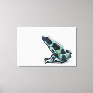 Black and Green Poison Dart Frog 2 Canvas Print