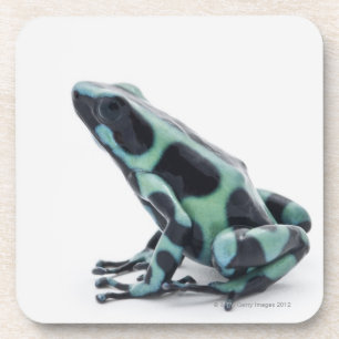 Black and Green Poison Dart Frog Coaster