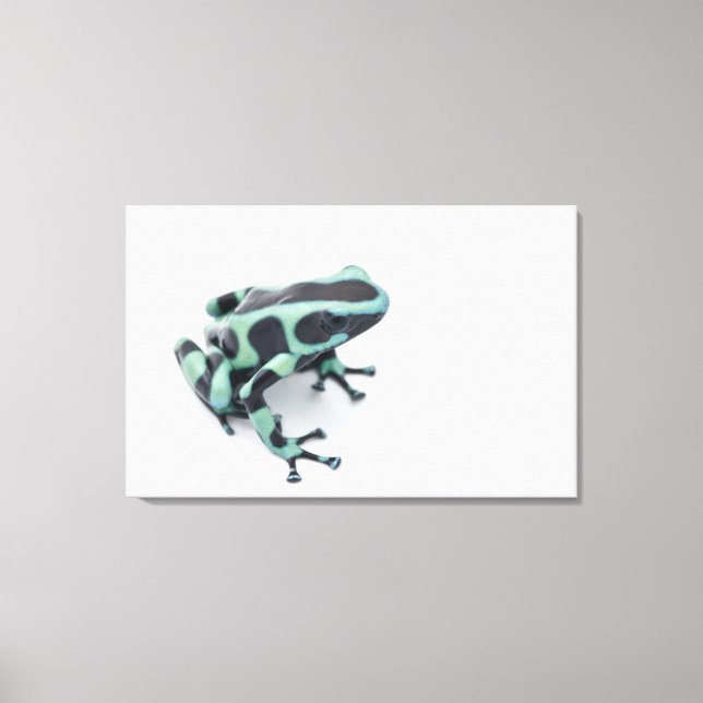 black and green poison dart frog (dendrobates canvas print (Front)