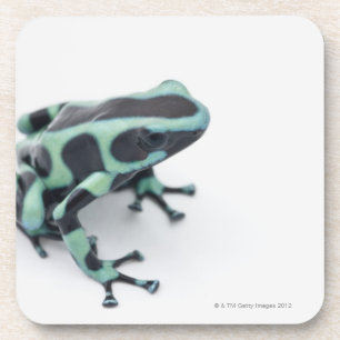 black and green poison dart frog (dendrobates coaster